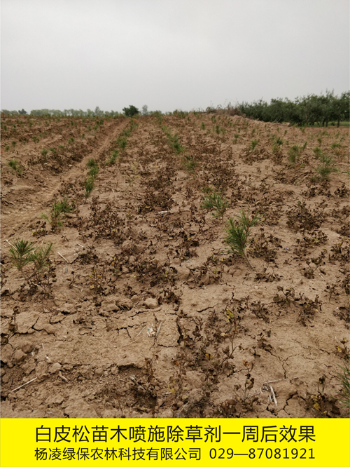8000畝苗木基地使用化學除草劑效果1